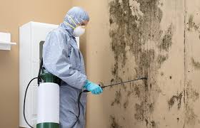 Best Crawl Space Mold Remediation in USA